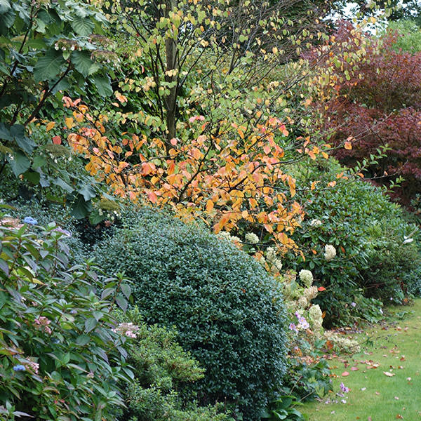 Détail du jardin