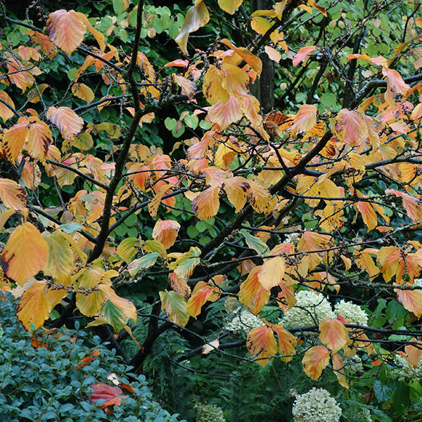 Garden detail