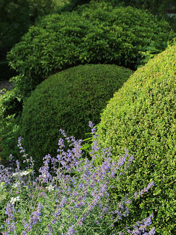 Détail du jardin