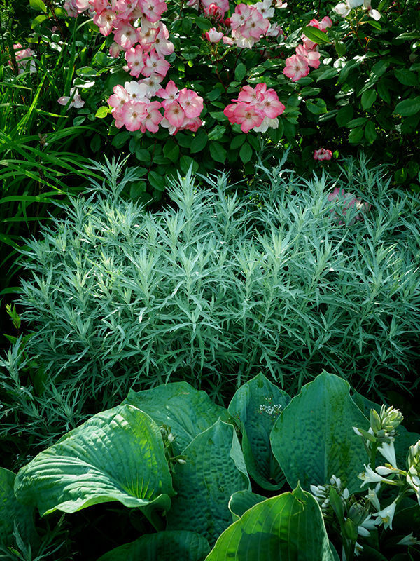 Détail du jardin