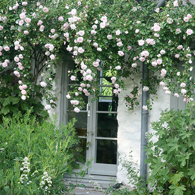 Détail du jardin