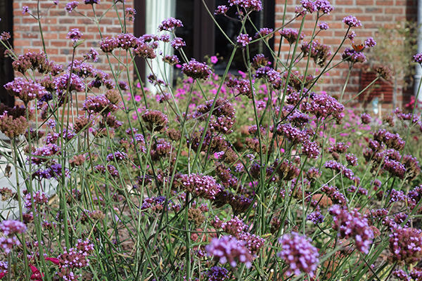 Garden detail
